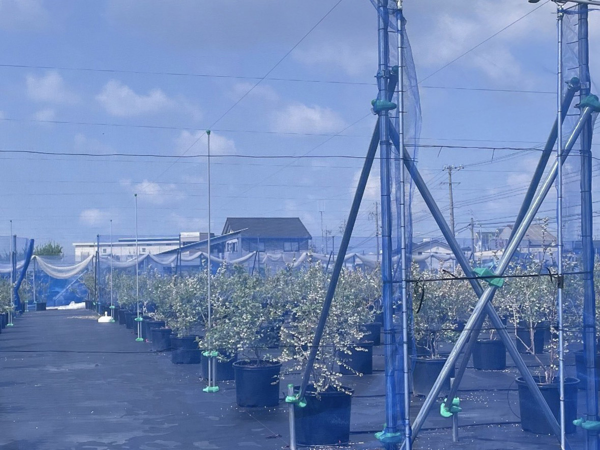 ブルーベリーパーク小牧