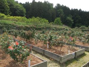 奥殿陣屋（旧奥殿藩陣屋跡）