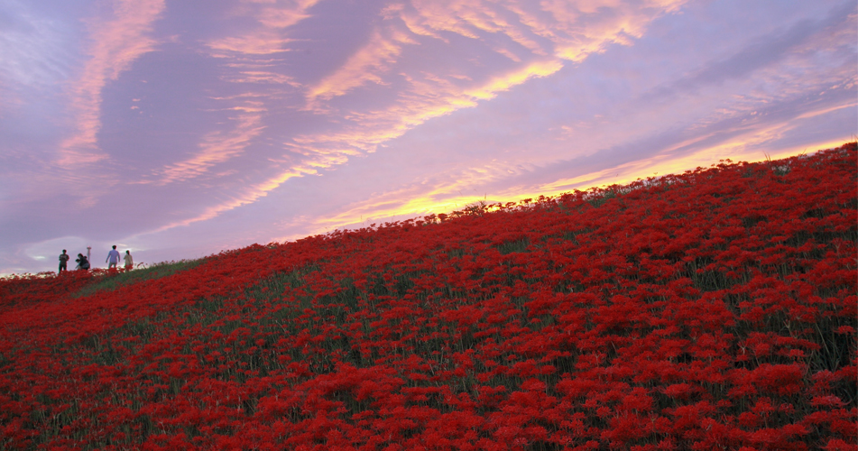 矢胜川（彼岸花）