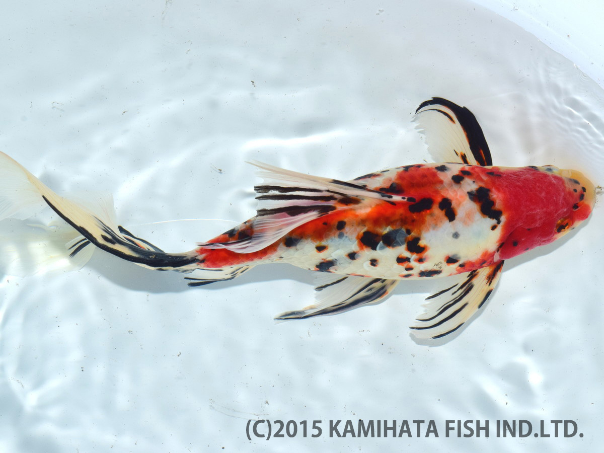 金魚日本一大会