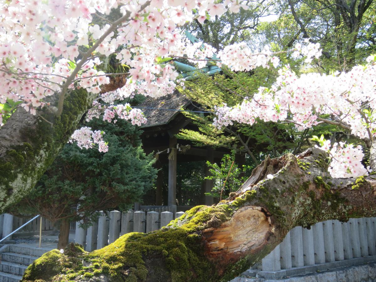 西尾城と旧近衛邸（西尾市歴史公園）