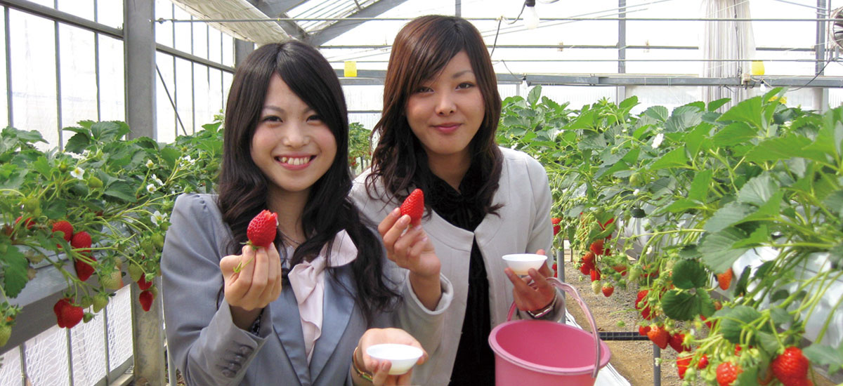 เก็บสตรอว์เบอร์รี่