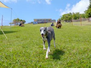 ที่ราบสูงภูเขาชาอุสึ
