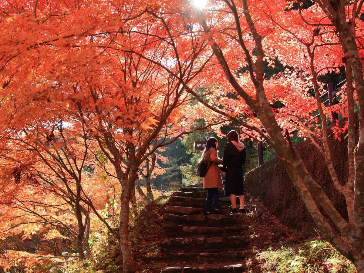 豐田市 稻武 賞紅葉