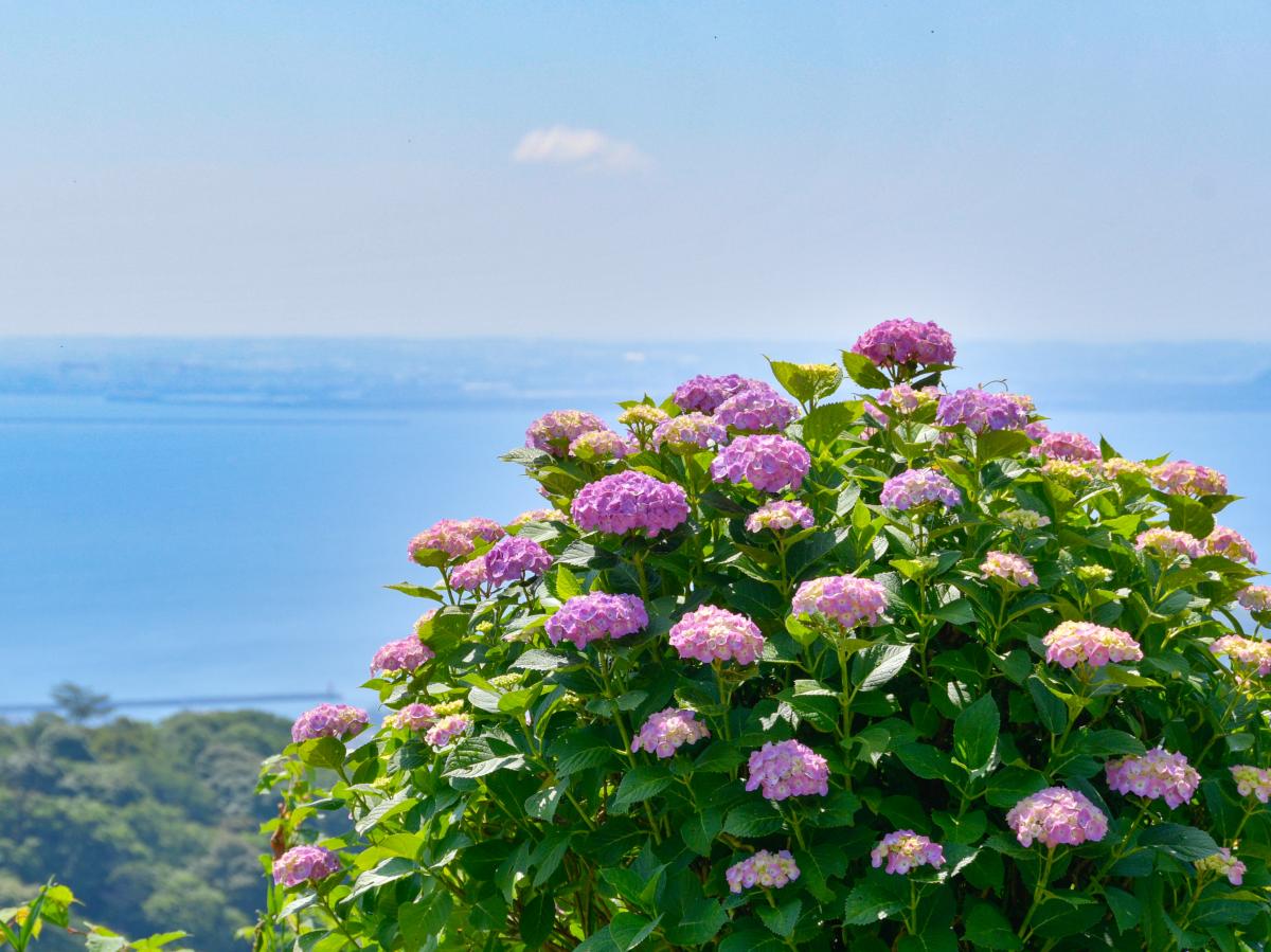 三根山紫阳花节