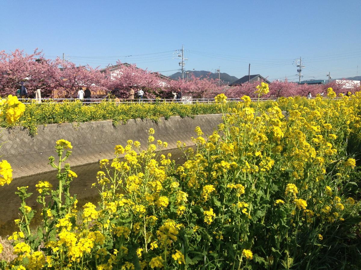 免々田川 菜の花・桜まつり