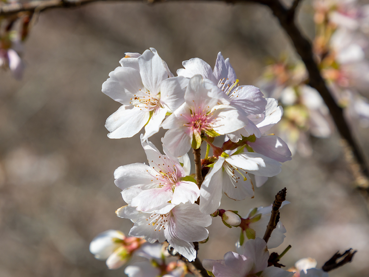 Obara Shikizakura Four-Season Cherry Blossom Festival