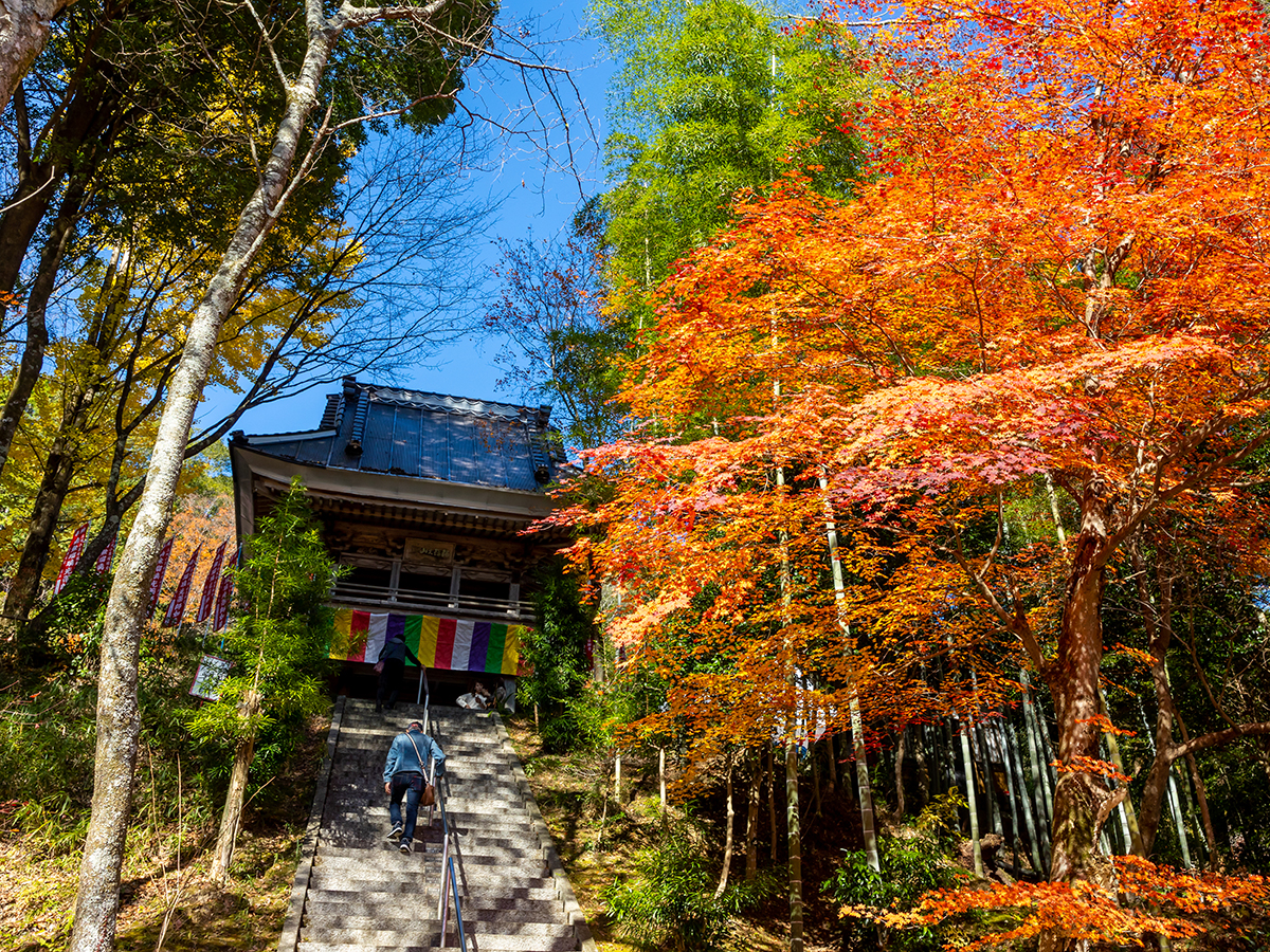 小原四季桜まつり（愛知の紅葉）