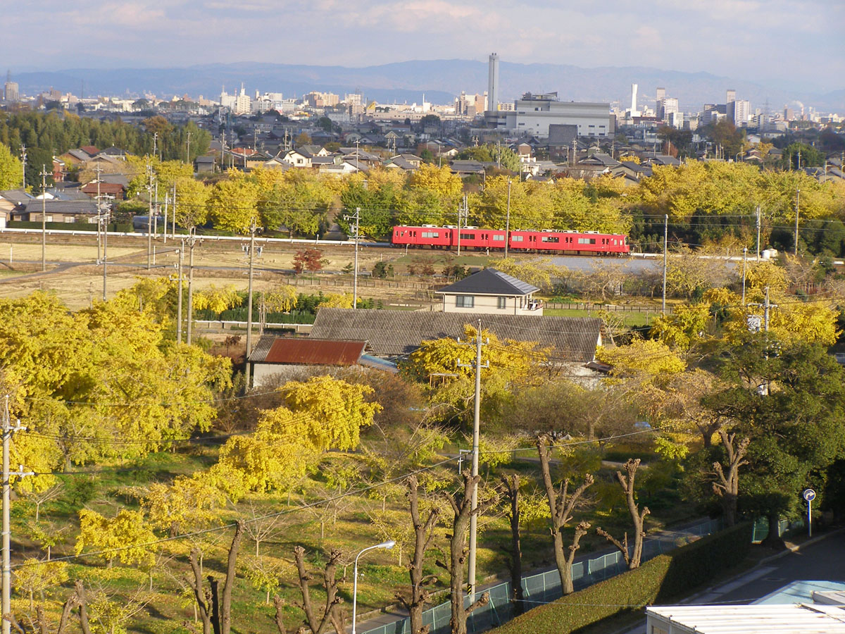 祖父江銀杏樹黄葉節