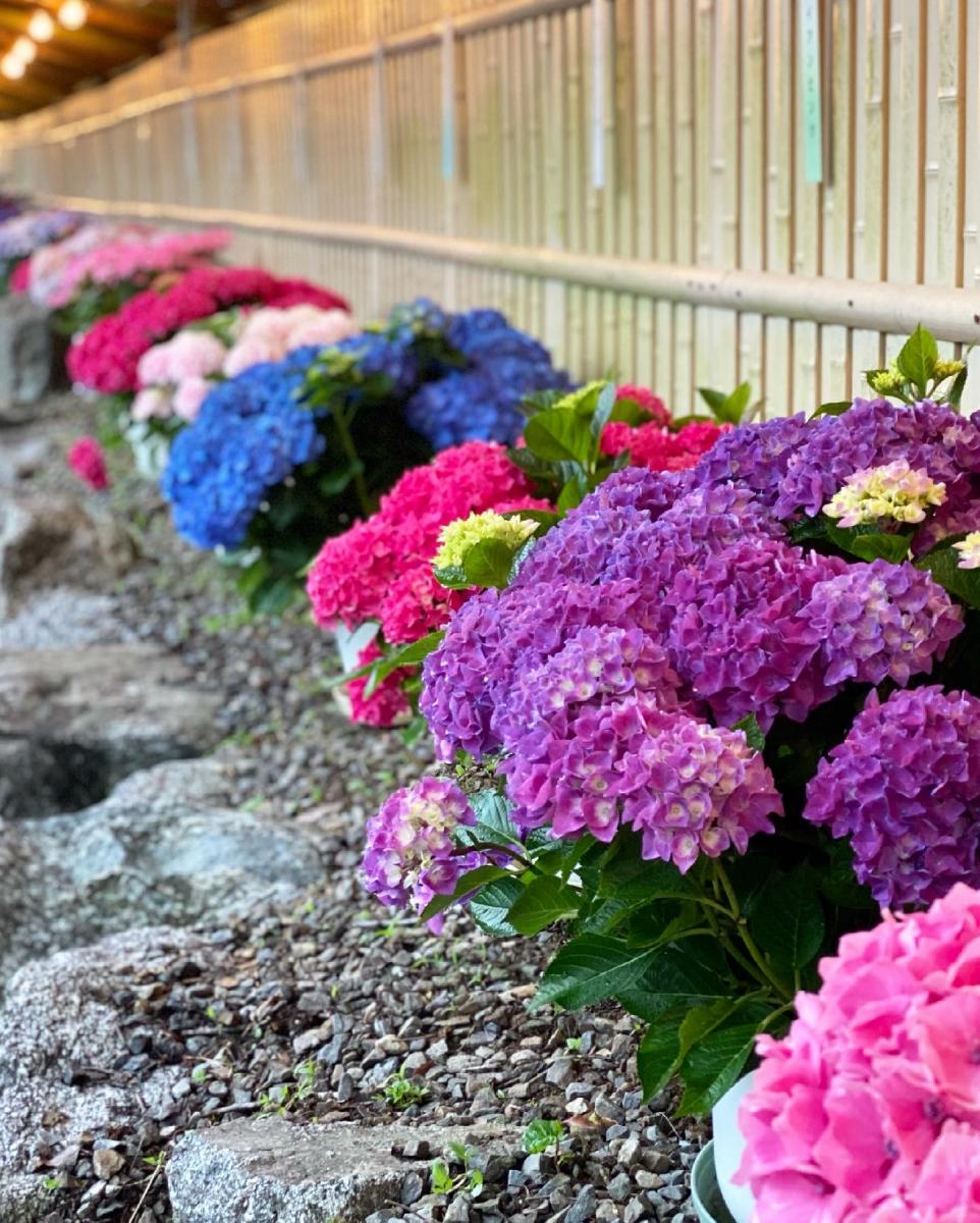 Katahara Onsen Hot Spring Hydrangea Festival