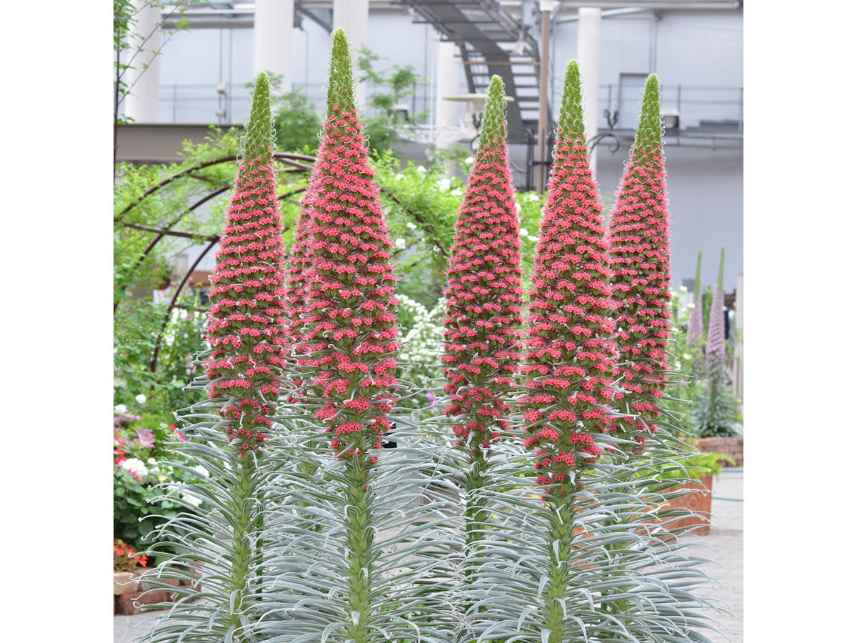 デンパーク フラワーフェスティバル