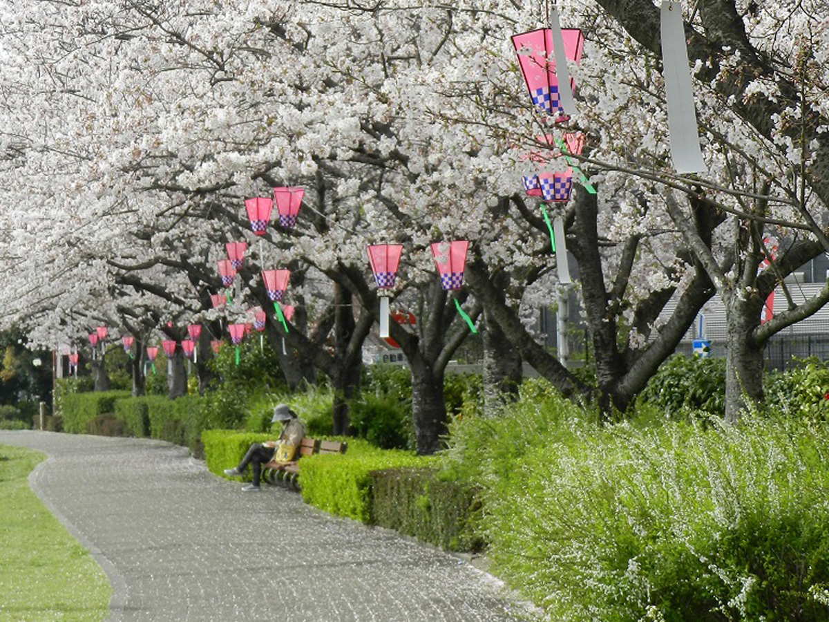 大府的櫻花節 石瀬川綠道