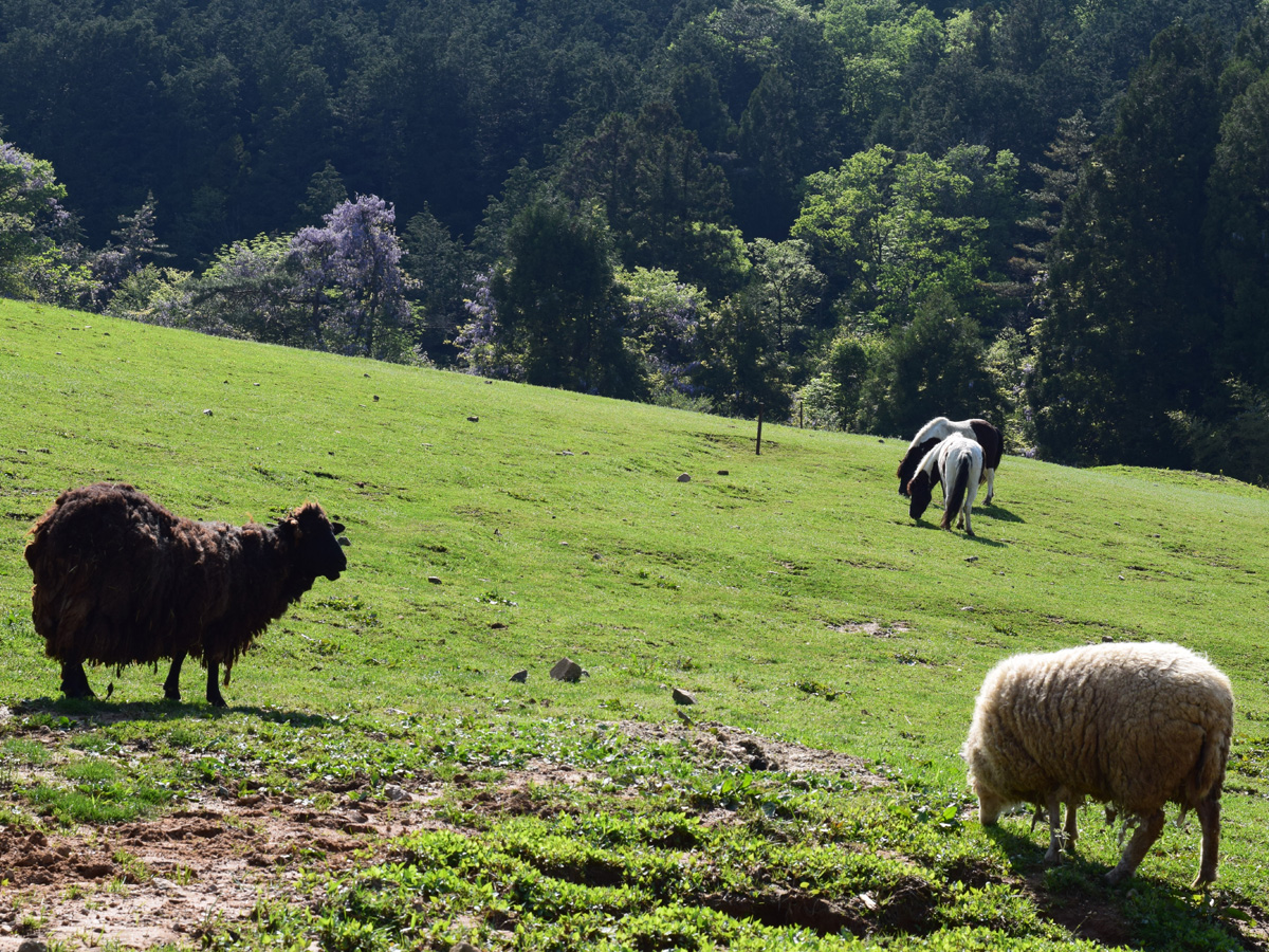 ふれあい牧場　高原ハウス