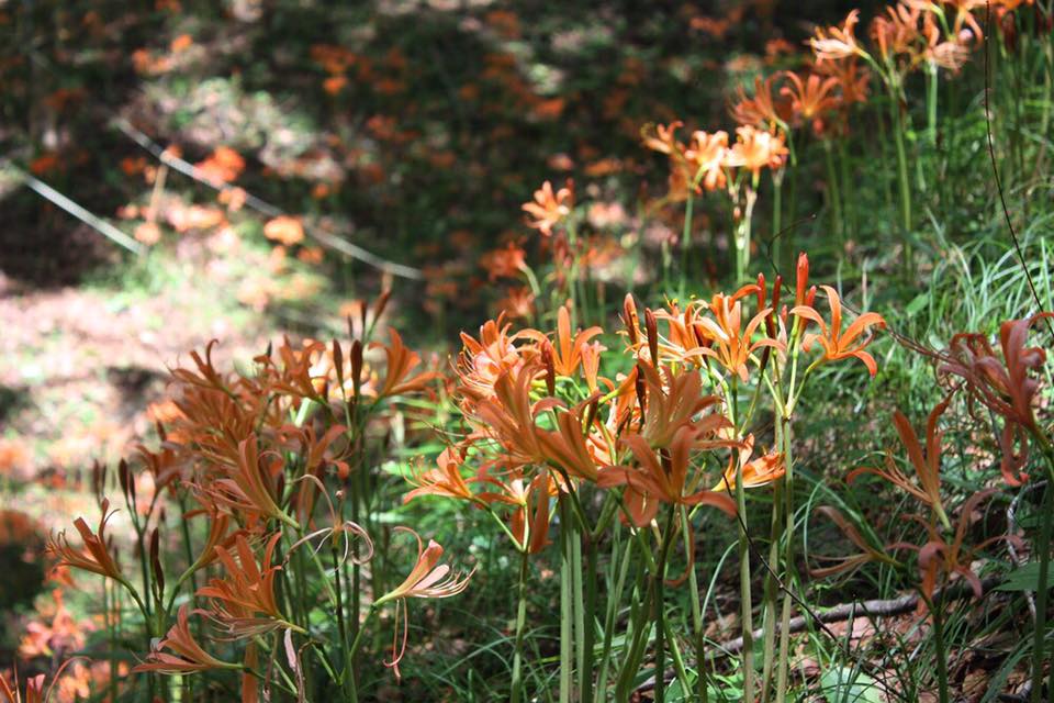 Orange Spider Lilies