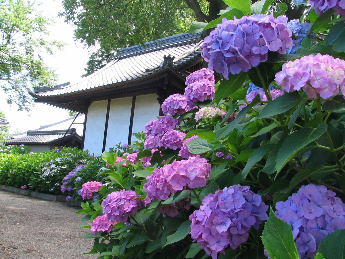 Ongakuji Temple Hydrangea Festival (Ongakuji Ajisai Matsuri)