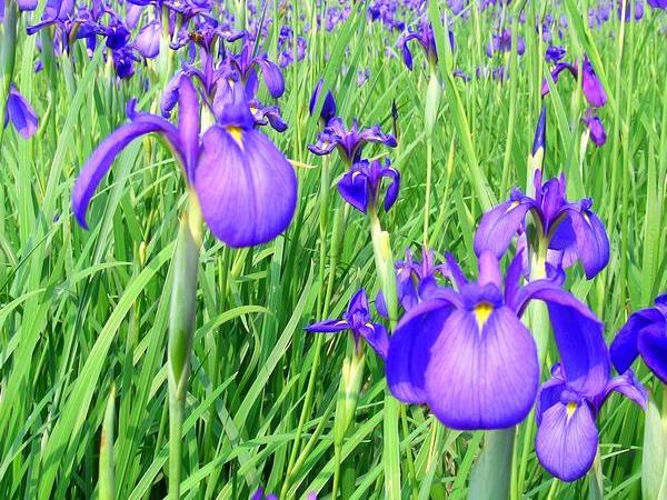 花かつみまつり