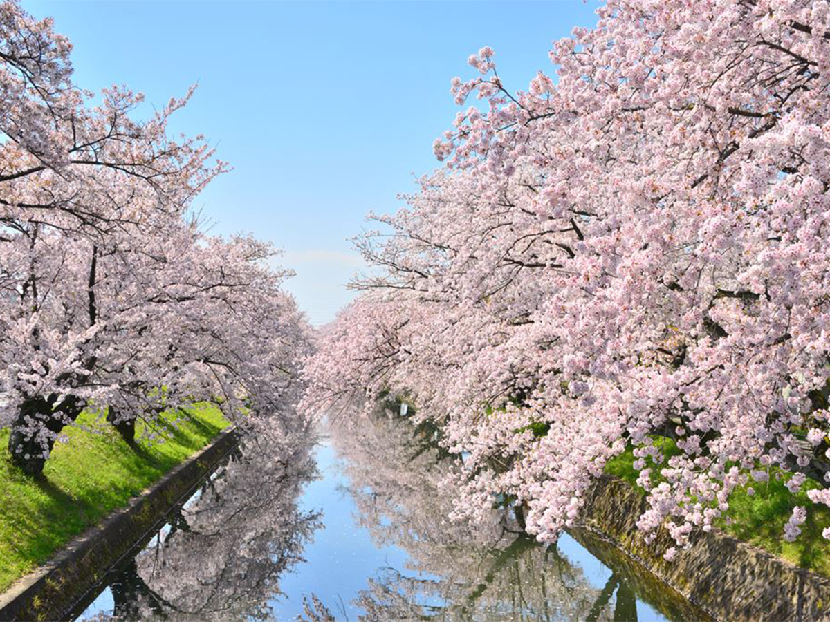 大口町 桜まつり及び桜ライトアップ