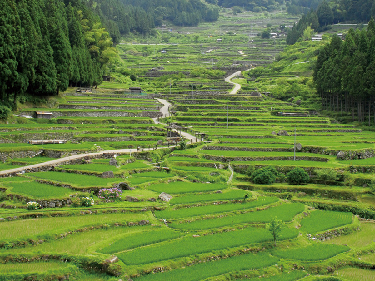 四谷千枚田