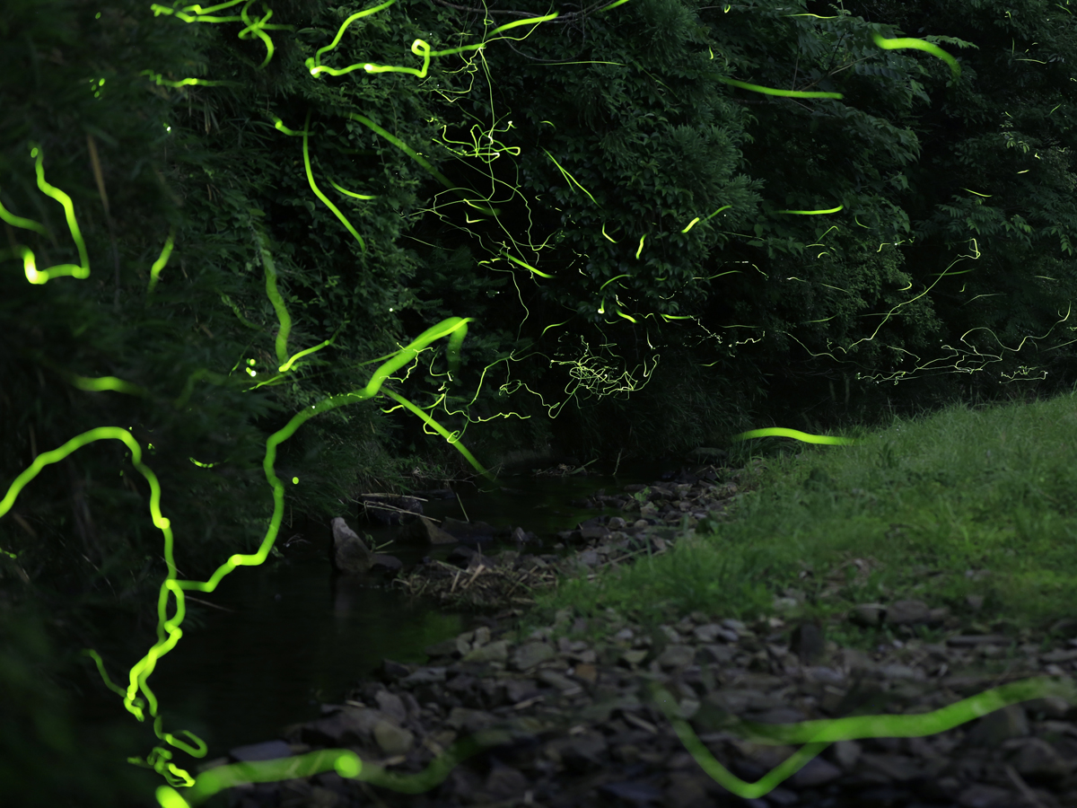 Tokkawa Firefly Festival