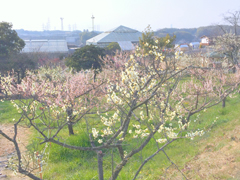 佐布里池梅花節