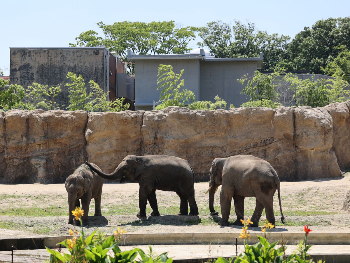 Toyohashi Zoo & Botanical Park (Non Hoi Park)
