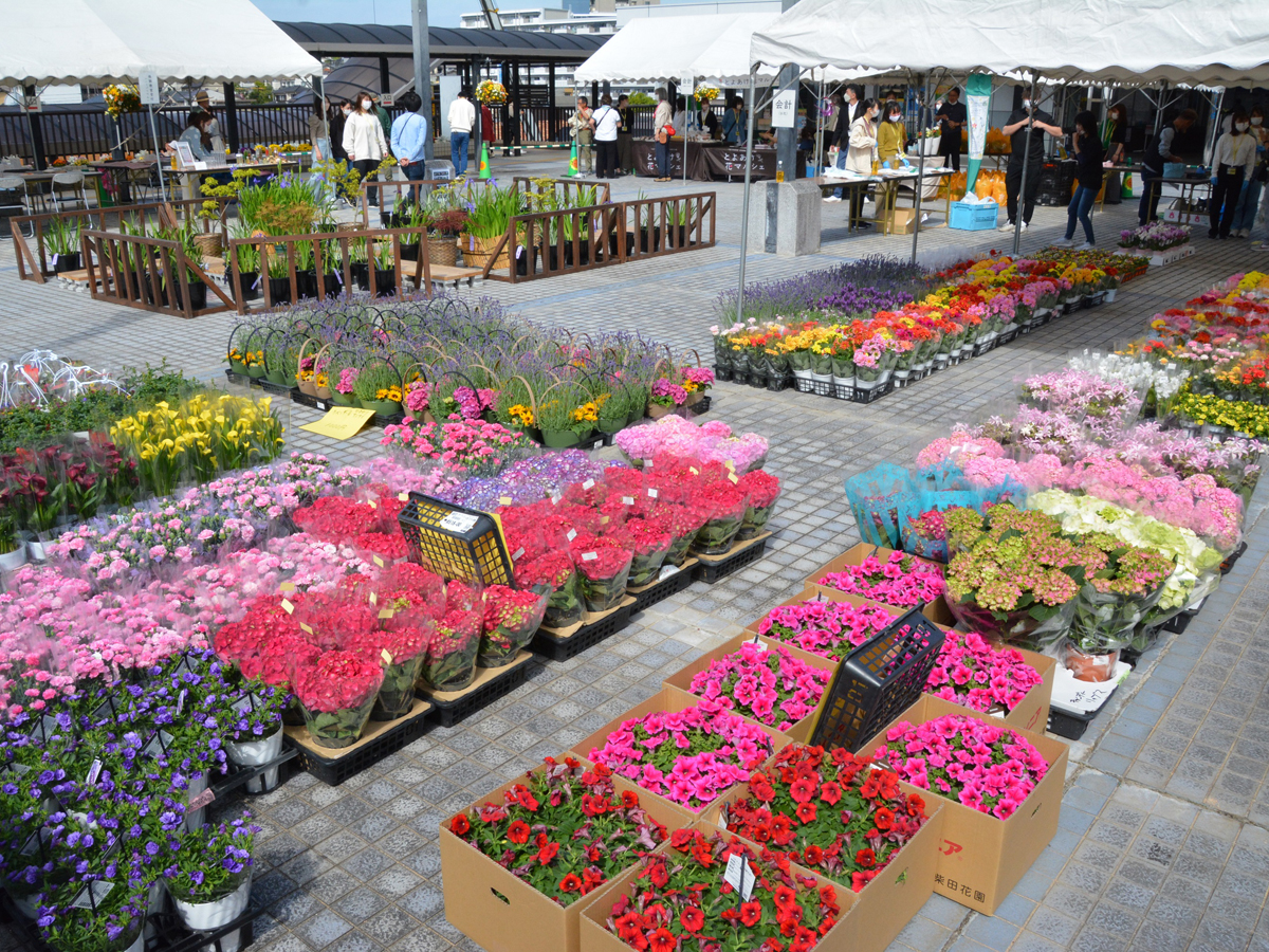 珍種かきつばたまつり