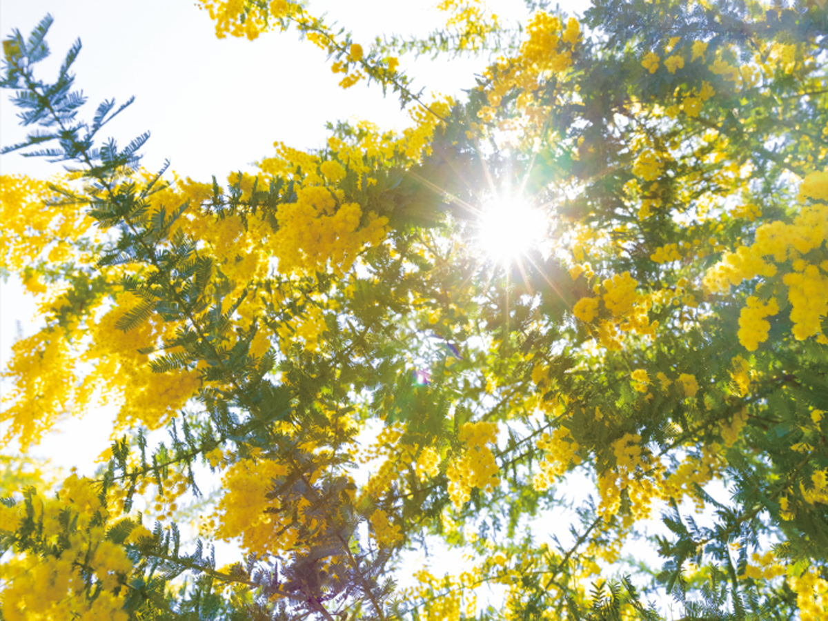 大府みどり公園