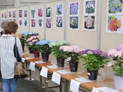 アジサイ祭りinサンテパルク