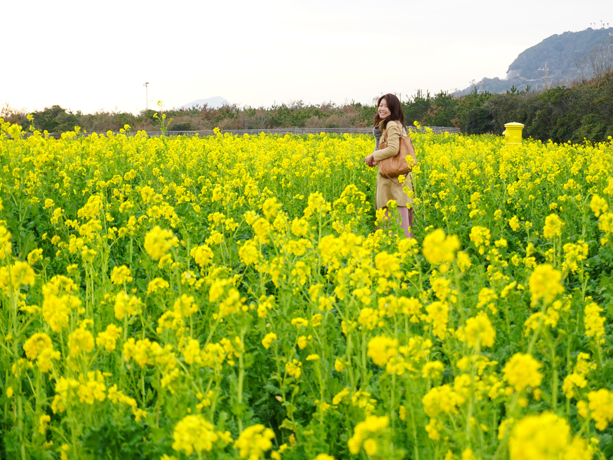 渥美半島油菜花節