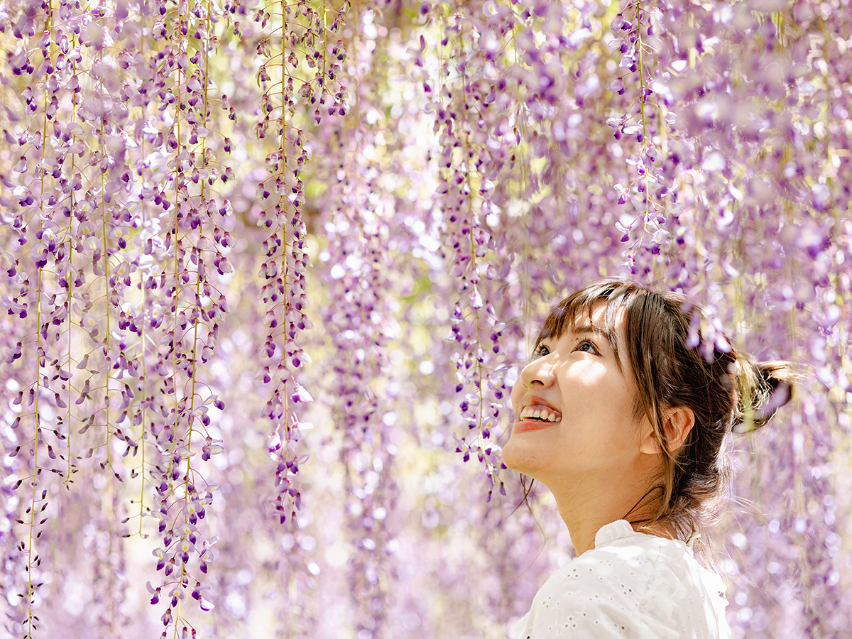 Owari Tsushima Wisteria Festival