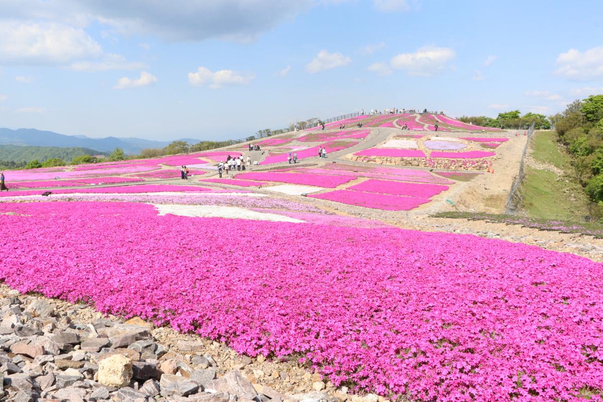 茶臼山高原芝桜まつり