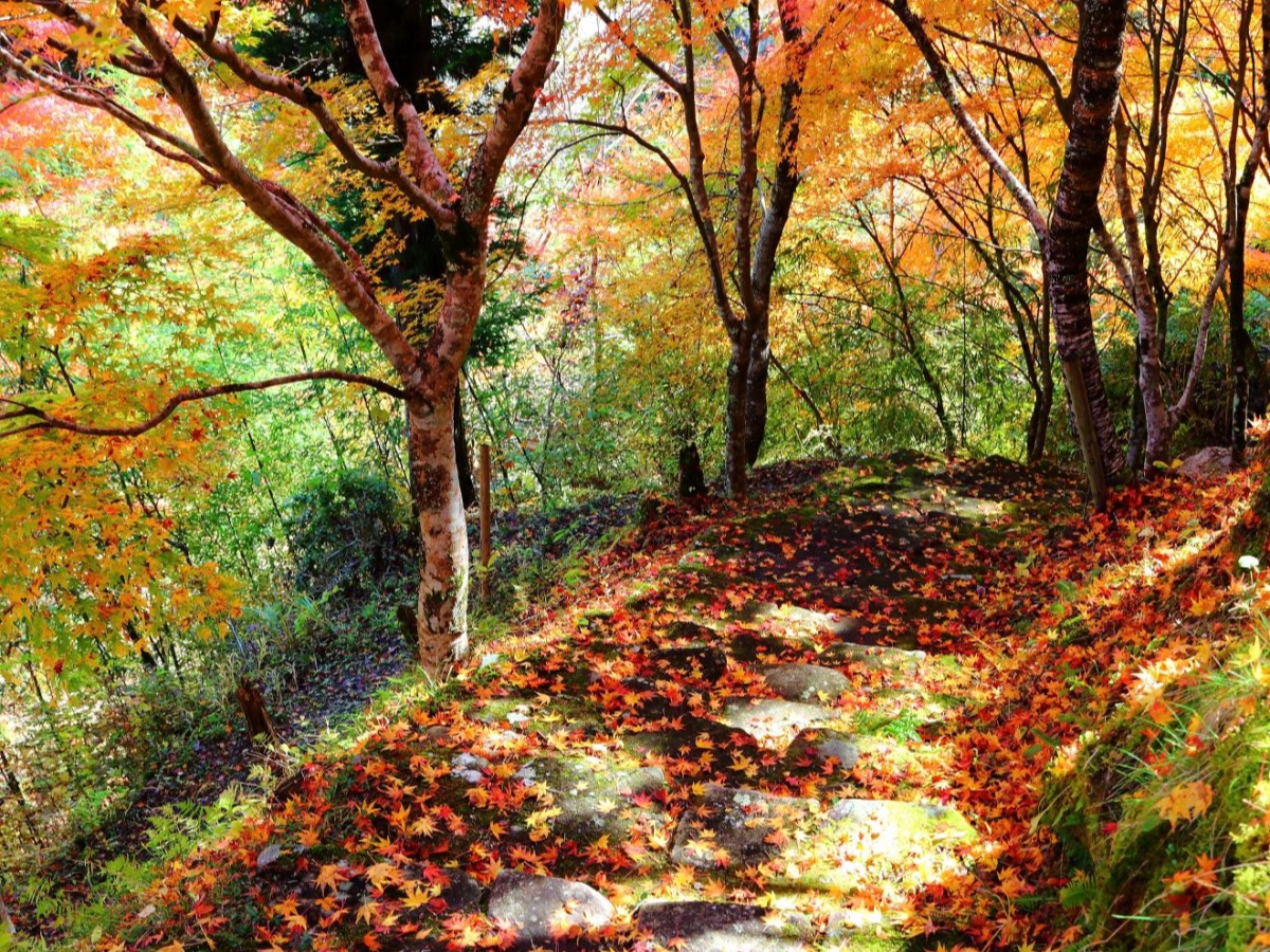 豐田市 稻武 賞紅葉