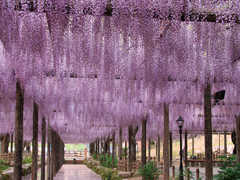 天王川公園（紫藤節）