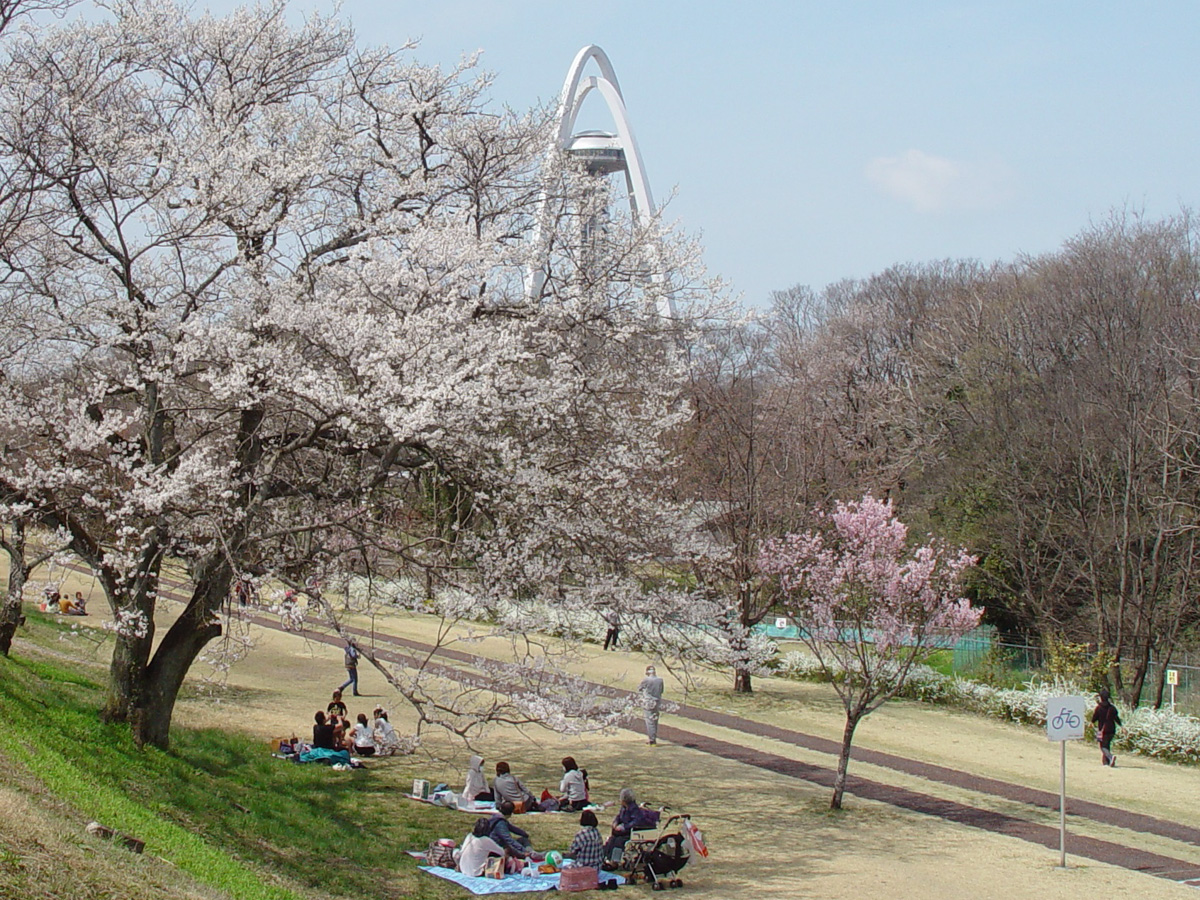 Kiso Riverbank Cherry Blossoms