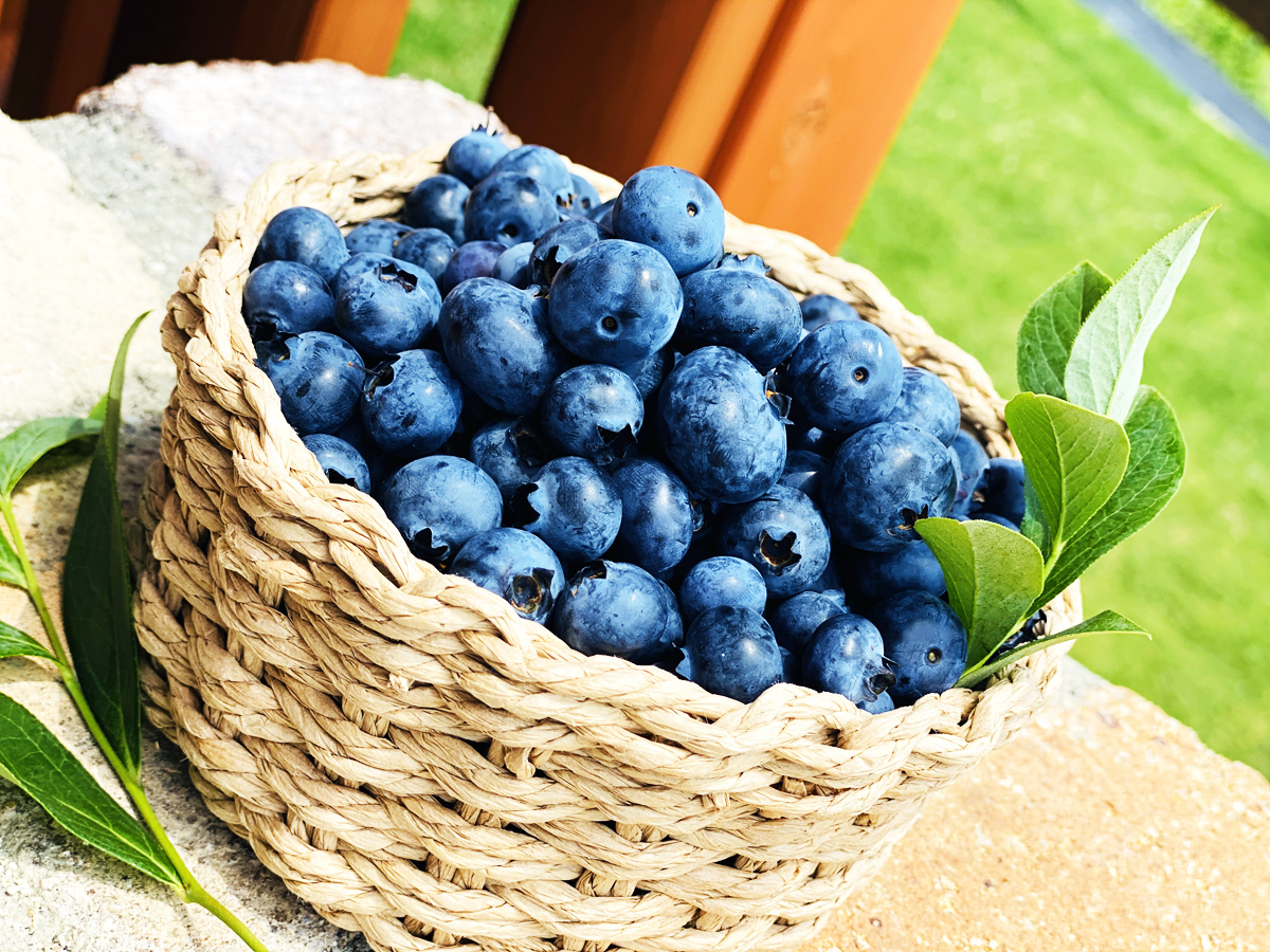 フフラベリ―ガーデン　ブルーベリー狩り