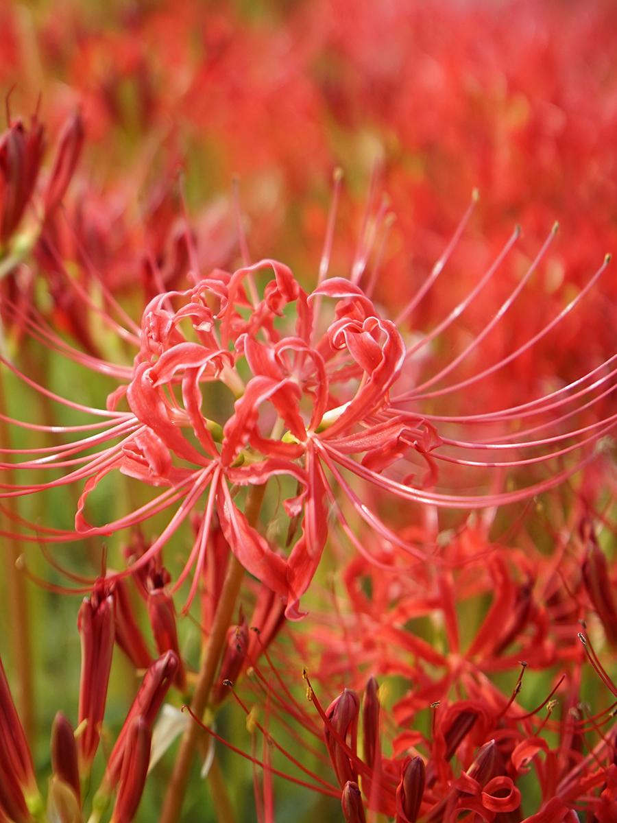 곤의 가을 축제