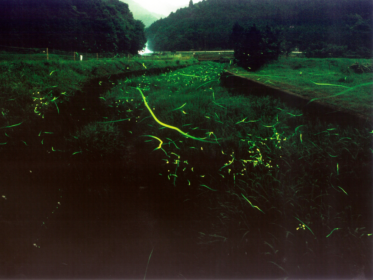 Tokkawa Firefly Festival