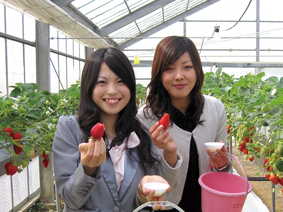 딸기 따기 체험