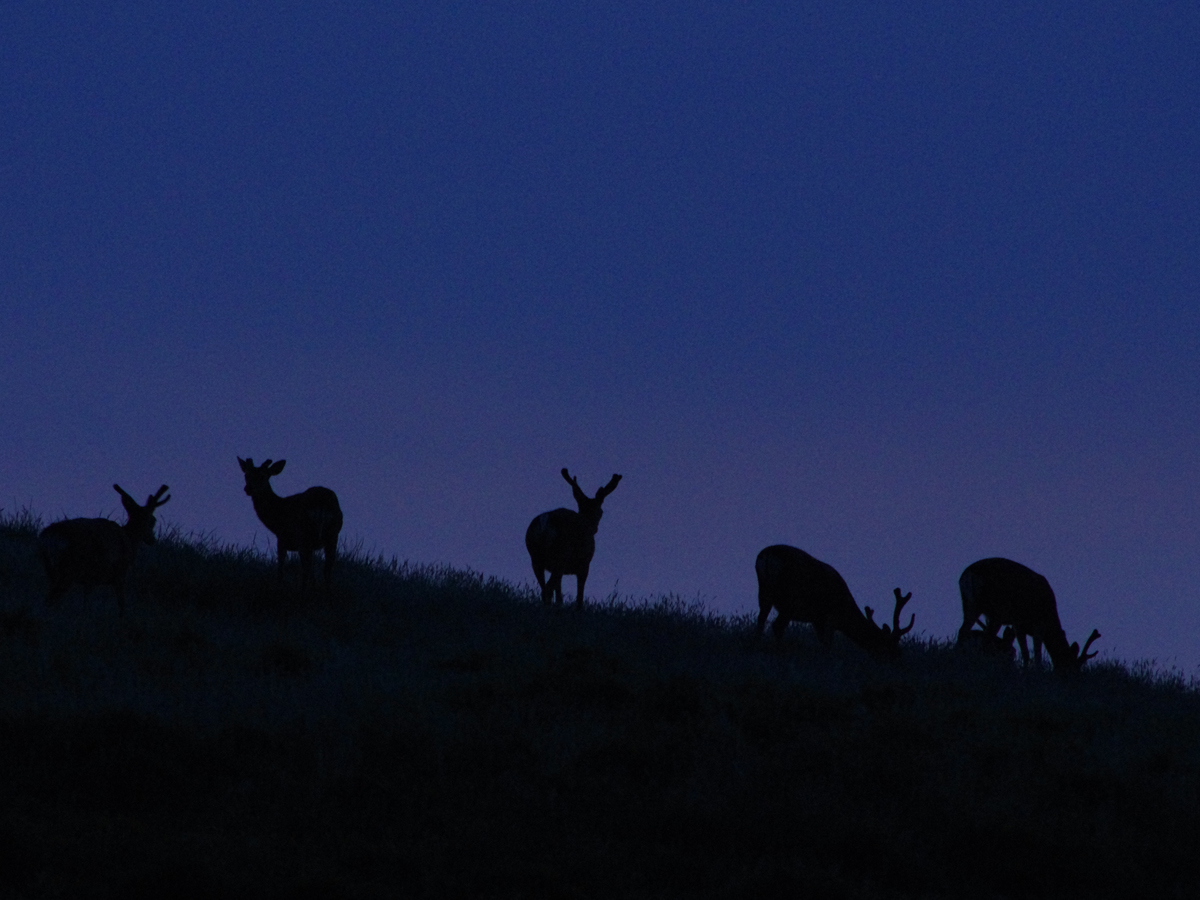休暇村 茶臼山高原 チャウシカノ森キャンプ場
