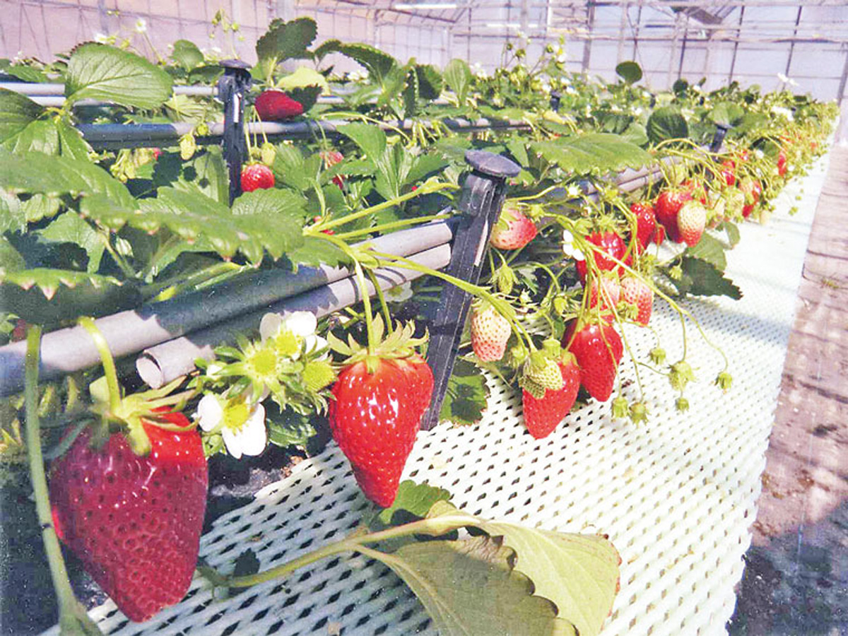 딸기 따기 체험