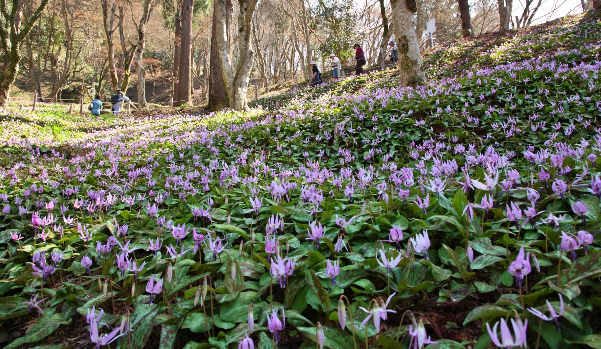 カタクリ群生