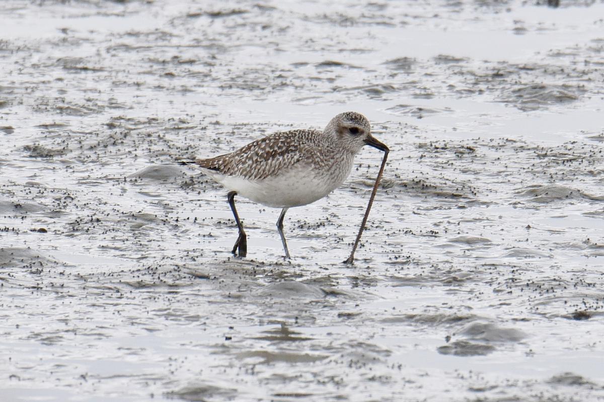 名古屋市野鳥観察館