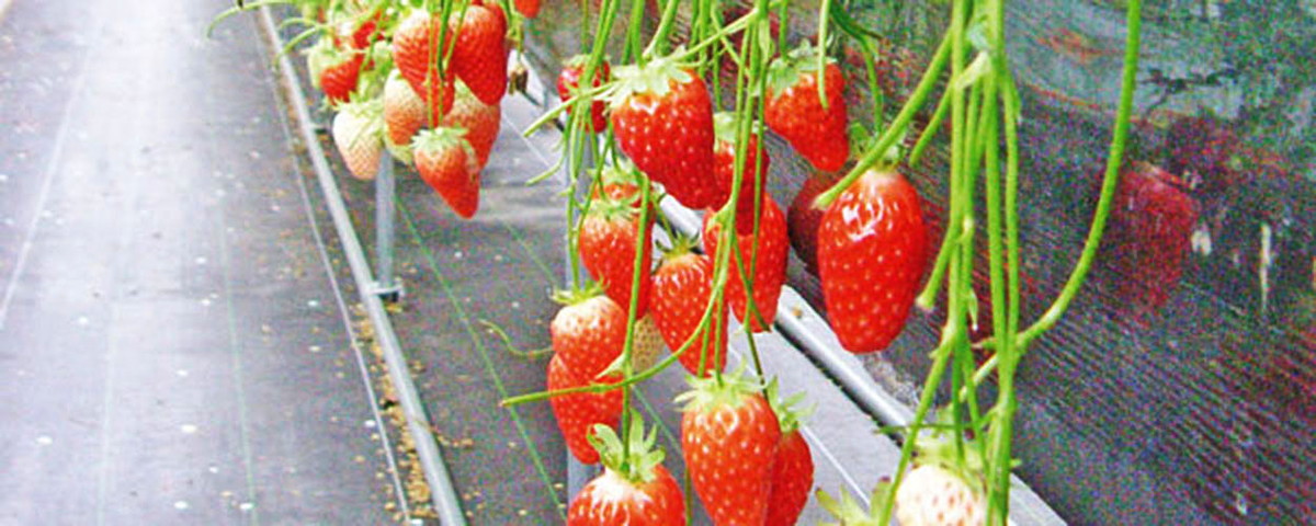 เก็บสตรอว์เบอร์รี่