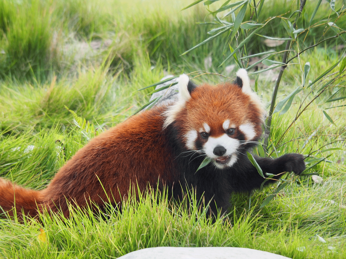 東山動植物園春まつり