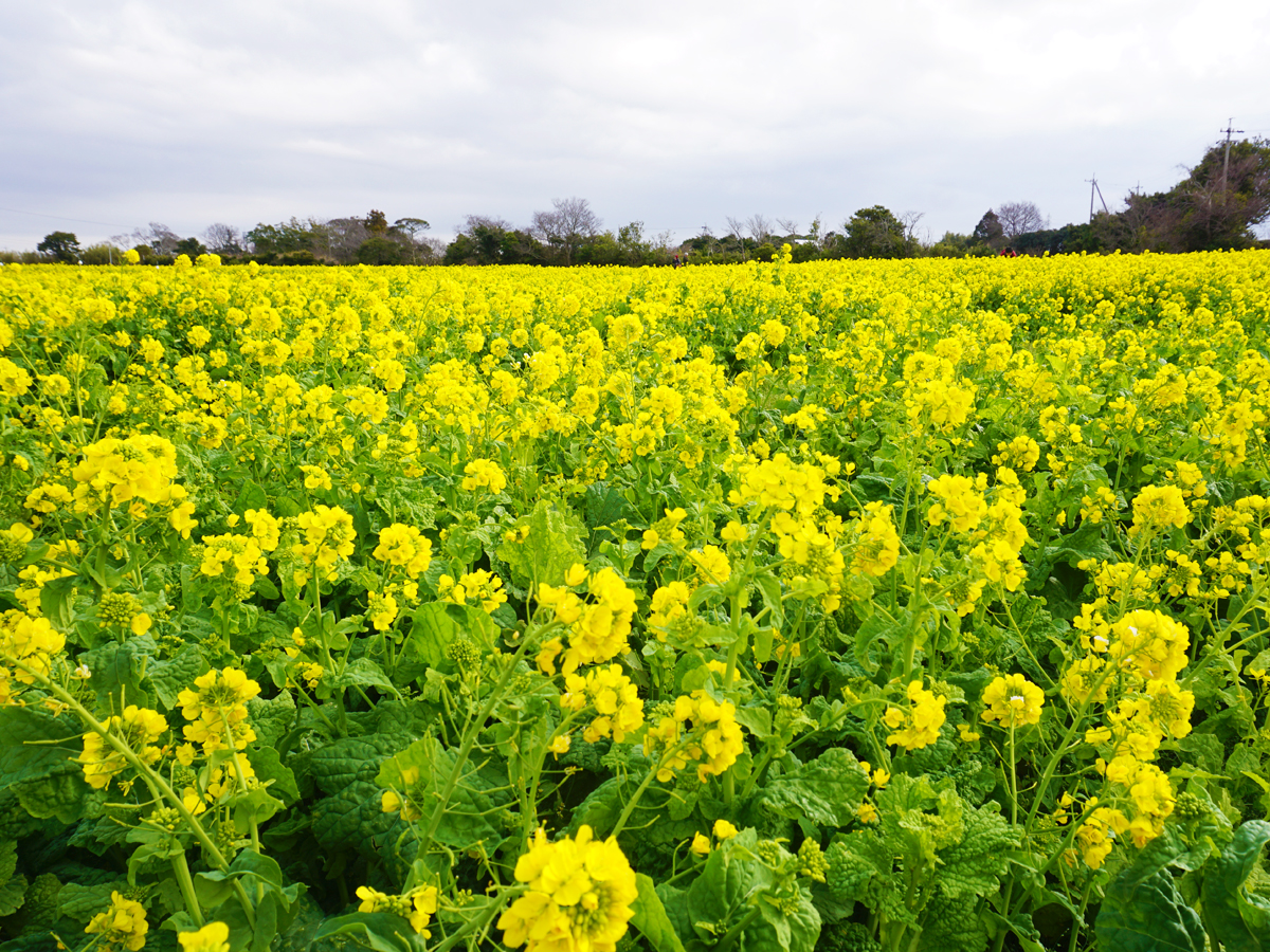 Atsumi Peninsula Nanohana Festival