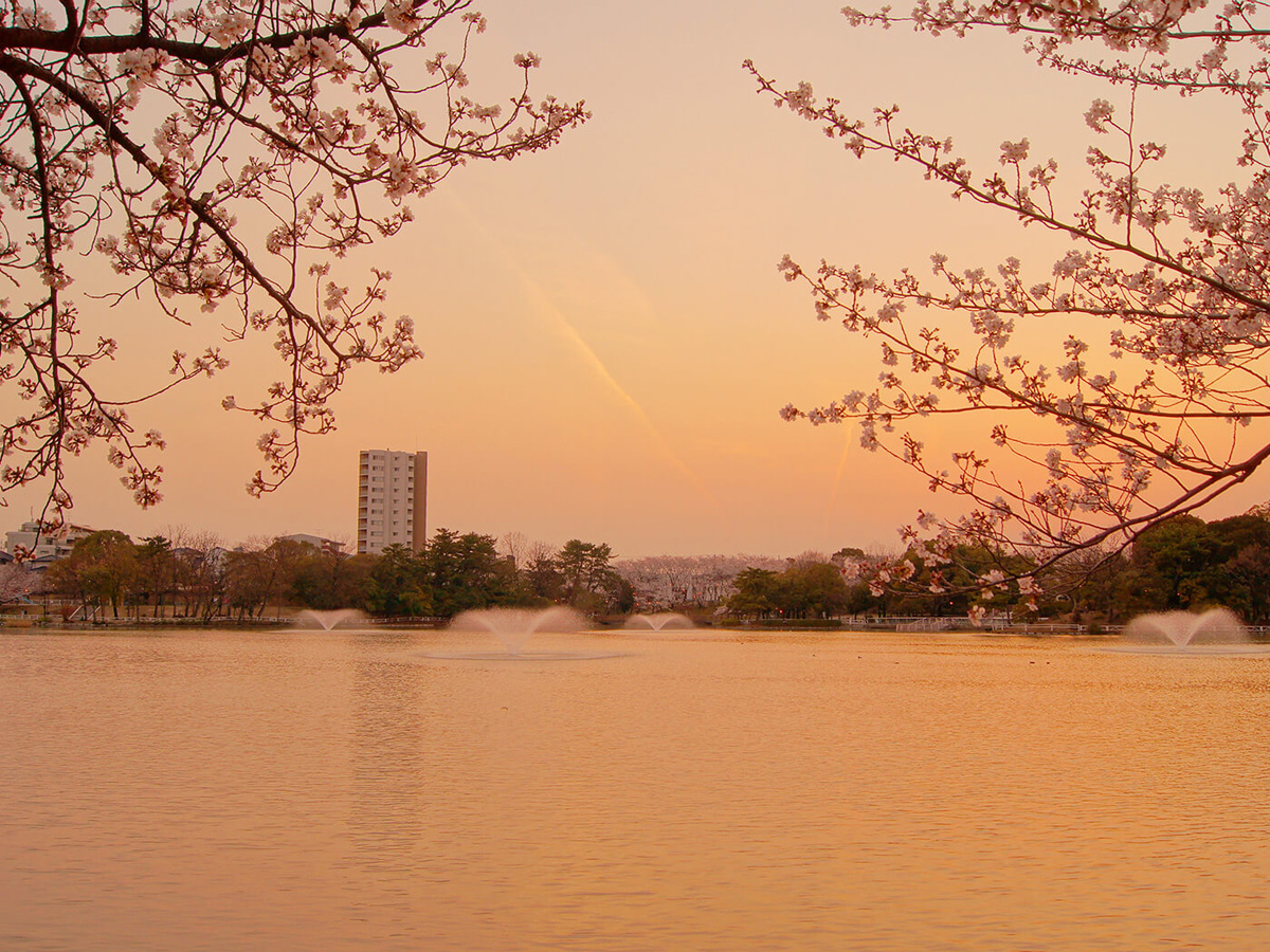 三崎水辺公園の桜