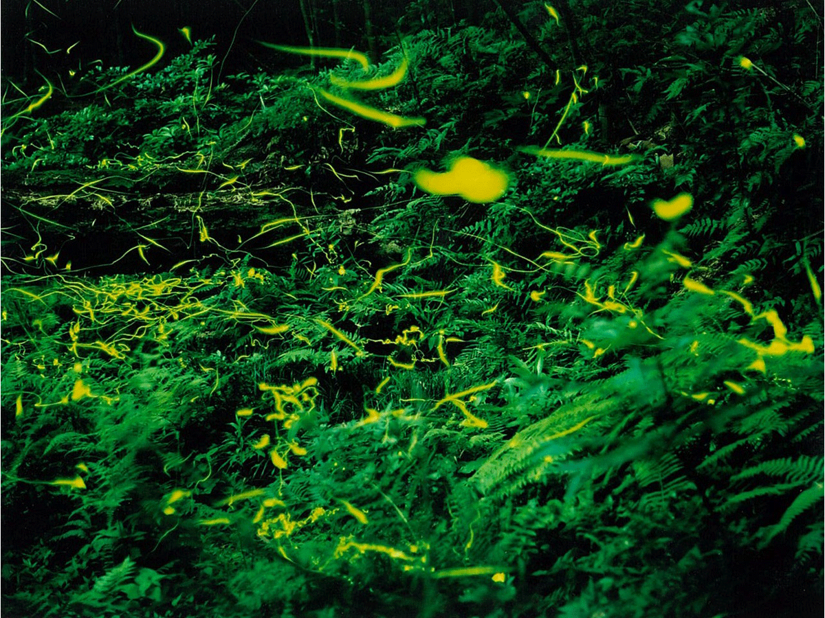 平原ゲンジボタルの里ホタル祭り