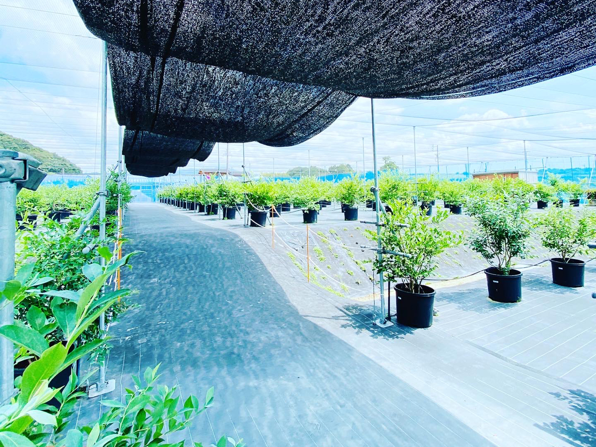 フフラベリ―ガーデン　ブルーベリー狩り