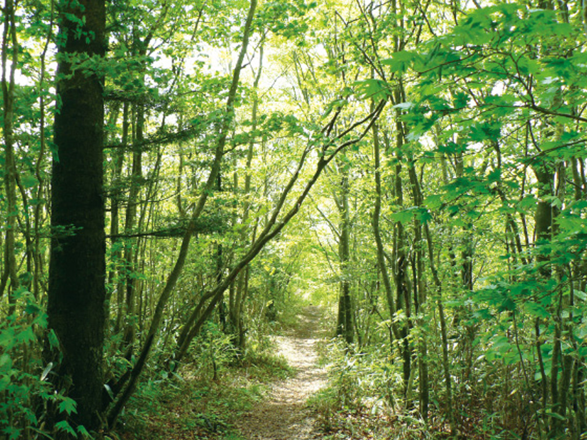 面ノ木原生林