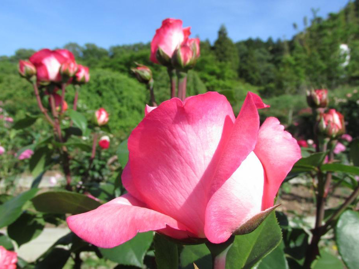 奥殿陣屋　バラまつり